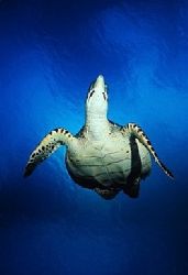 Roatan, Honduras. by Shawn Jackson 